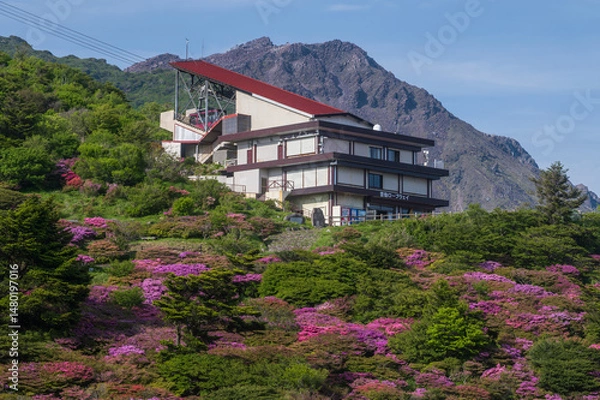 Obraz 【春】雲仙仁田峠のツツジ