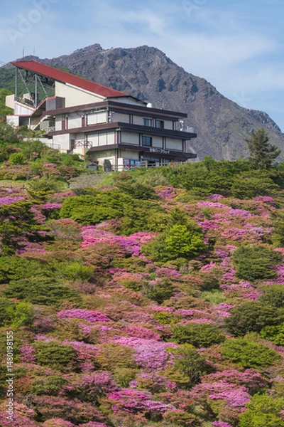 Obraz 【春】雲仙仁田峠のツツジ