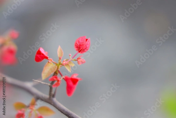 Obraz pink magnolia flower