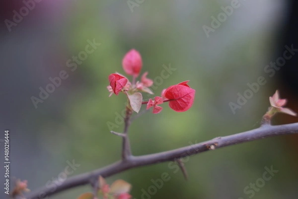 Fototapeta pink magnolia flower