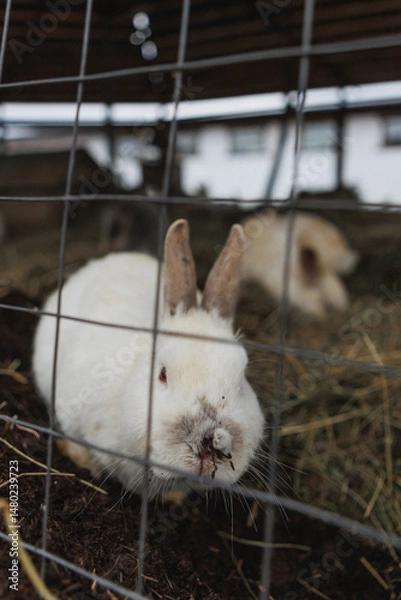 Obraz A fluffy, white rabbit can be seen sitting behind a sturdy wire fence, watching the world outside with curious eyes and twitching nose