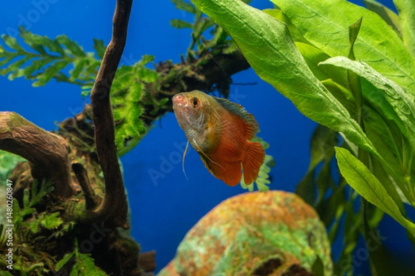 Fototapeta Aquarium fish lalius (Colisa lalia) of macropod family in freshwater tropical aquarium.	