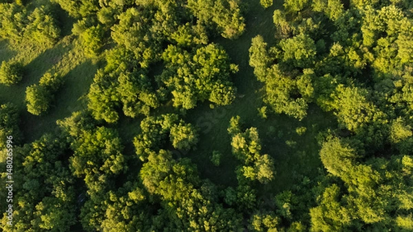 Fototapeta Aerial top-down view of a dense green forest captured by drone. Scenic natural landscape with treetops and lush vegetation. Tranquil and untouched nature from a birdâ€™s-eye perspective.