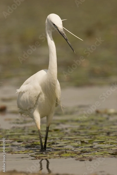Obraz little egret