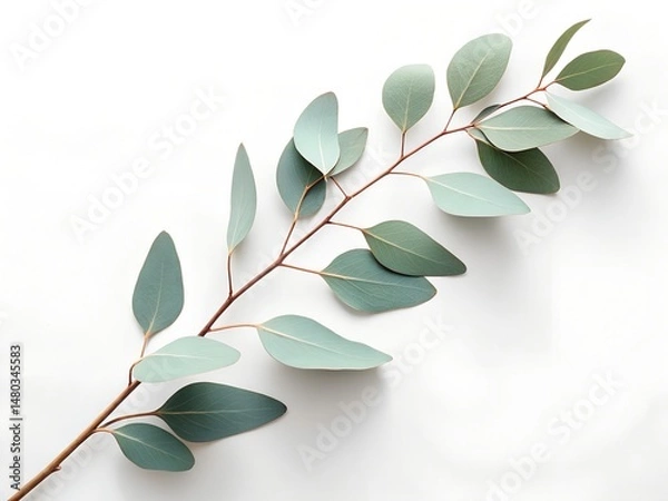 Fototapeta High-resolution photo of a single eucalyptus branch with muted green leaves placed diagonally on a pure white background, soft daylight, top-down view, minimal natural composition.