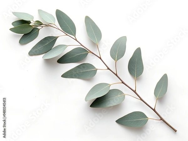Fototapeta High-resolution photo of a single eucalyptus branch with muted green leaves placed diagonally on a pure white background, soft daylight, top-down view, minimal natural composition.