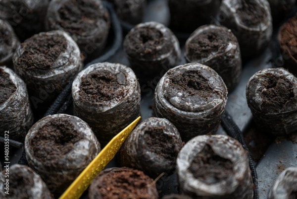Fototapeta Detail of small seedlings with soil.