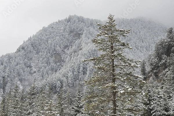 Fototapeta The pine forest mountains are covered with snow in winter.