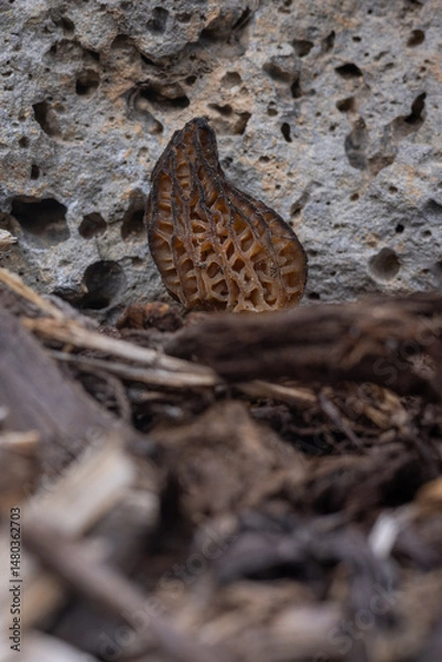 Obraz Close up of a fresh morel mushroom growing in garden mulch in Oregon. Morels are a large part of the culinary culture in the USA.