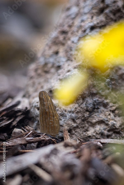 Obraz Close up of a fresh morel mushroom growing in garden mulch in Oregon. Morels are a large part of the culinary culture in the USA.