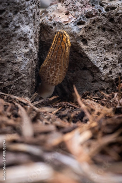 Obraz Close up of a fresh morel mushroom growing in garden mulch in Oregon. Morels are a large part of the culinary culture in the USA.