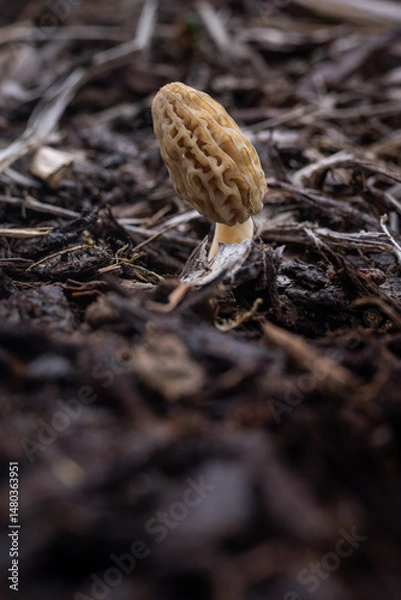 Obraz Close up of a fresh morel mushroom growing in garden mulch in Oregon. Morels are a large part of the culinary culture in the USA.