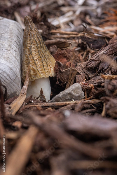 Obraz Close up of a fresh morel mushroom growing in garden mulch in Oregon. Morels are a large part of the culinary culture in the USA.
