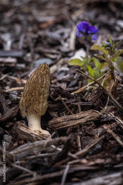 Obraz Close up of a fresh morel mushroom growing in garden mulch in Oregon. Morels are a large part of the culinary culture in the USA.