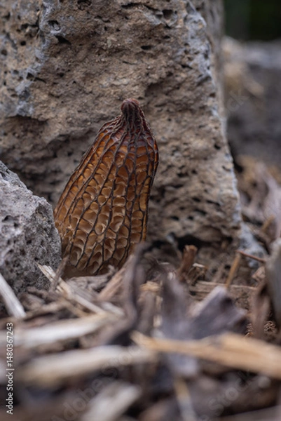 Obraz Close up of a fresh morel mushroom growing in garden mulch in Oregon. Morels are a large part of the culinary culture in the USA.