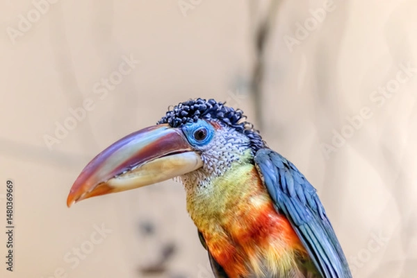 Fototapeta Colorful curl toucan close up