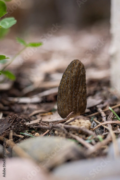 Obraz Close up of a fresh morel mushroom growing in garden mulch in Oregon. Morels are a large part of the culinary culture in the USA.