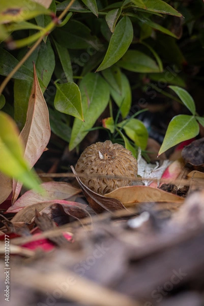 Obraz Close up of a fresh morel mushroom growing in garden mulch in Oregon. Morels are a large part of the culinary culture in the USA.