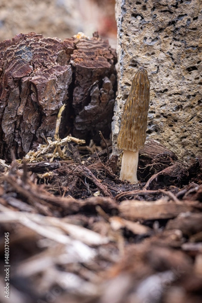 Obraz Close up of a fresh morel mushroom growing in garden mulch in Oregon. Morels are a large part of the culinary culture in the USA.