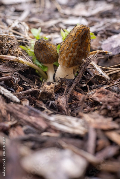 Obraz Close up of a fresh morel mushroom growing in garden mulch in Oregon. Morels are a large part of the culinary culture in the USA.