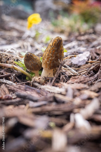Obraz Close up of a fresh morel mushroom growing in garden mulch in Oregon. Morels are a large part of the culinary culture in the USA.