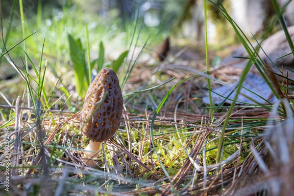 Obraz Close up of a fresh morel mushroom growing in the spring grass in Idaho. Morels are a large part of the culinary culture in the USA.
