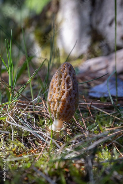 Obraz Close up of a fresh morel mushroom growing in the spring grass in Idaho. Morels are a large part of the culinary culture in the USA.