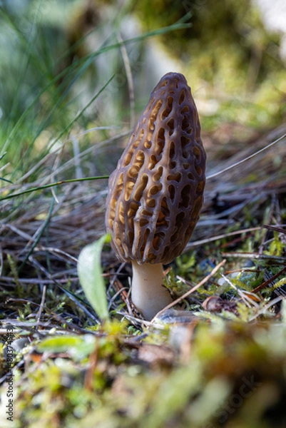 Obraz Close up of a fresh morel mushroom growing in the spring grass in Idaho. Morels are a large part of the culinary culture in the USA.