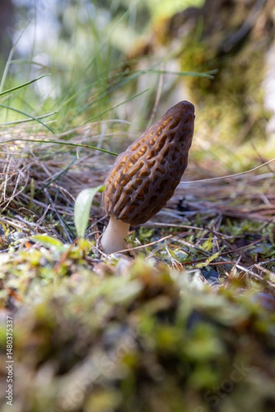 Obraz Close up of a fresh morel mushroom growing in the spring grass in Idaho. Morels are a large part of the culinary culture in the USA.
