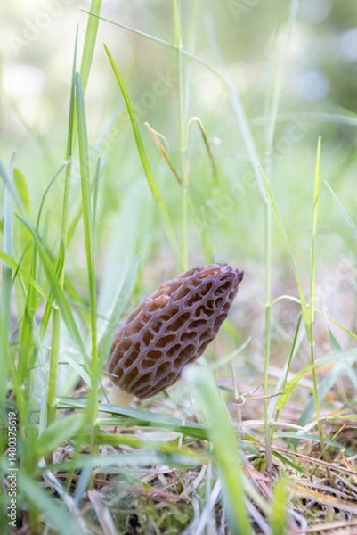 Obraz Close up of a fresh morel mushroom growing in the spring grass in Idaho. Morels are a large part of the culinary culture in the USA.