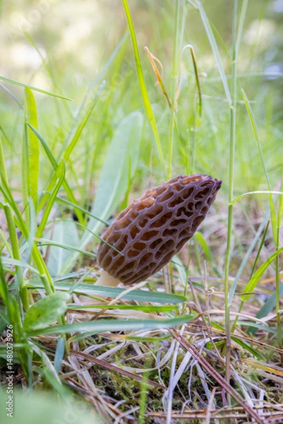 Obraz Close up of a fresh morel mushroom growing in the spring grass in Idaho. Morels are a large part of the culinary culture in the USA.
