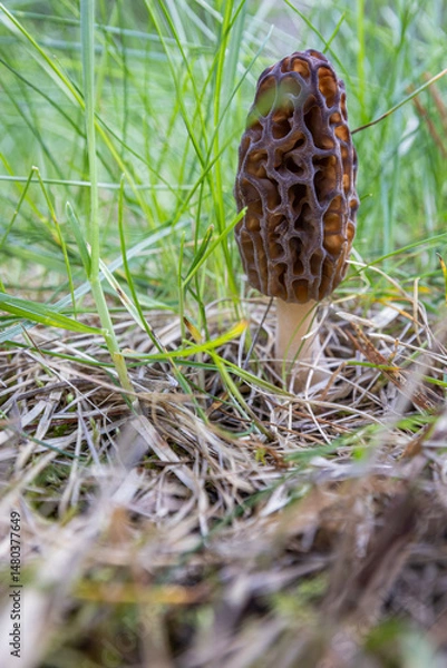 Obraz Close up of a fresh morel mushroom growing in the spring grass in Idaho. Morels are a large part of the culinary culture in the USA.