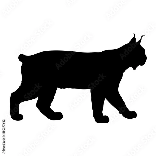 Fototapeta Silhouette of a lynx wildcat bobcat walking animal mammal predator feline wildlife vector image art