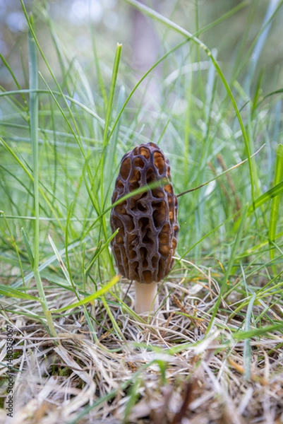 Obraz Close up of a fresh morel mushroom growing in the spring grass in Idaho. Morels are a large part of the culinary culture in the USA.