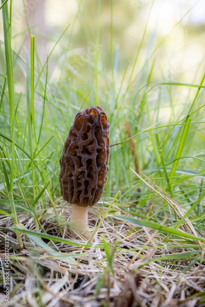 Obraz Close up of a fresh morel mushroom growing in the spring grass in Idaho. Morels are a large part of the culinary culture in the USA.