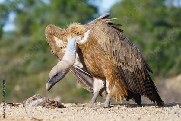 Fototapeta Eurasian griffon vulture (Gyps fulvus) eating a rabbit carcass.