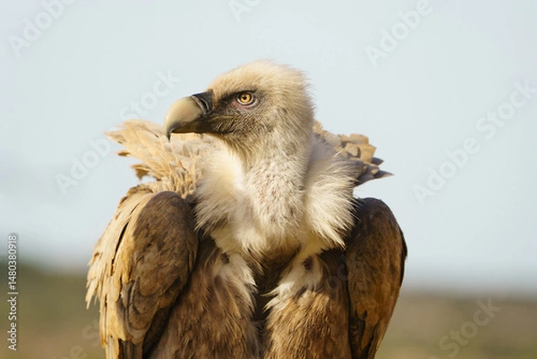 Fototapeta Close up shot of an Eurasian Griffon Vulture (Gyps fulvus)