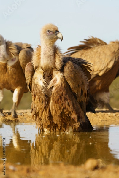 Fototapeta Eurasian griffon vulture (Gyps fulvus) standing on a pond.