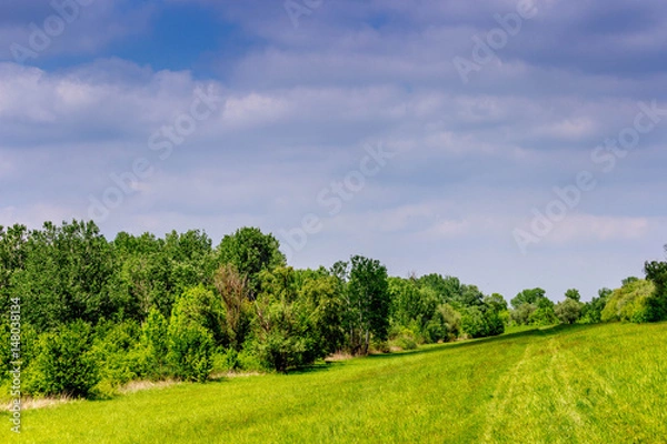 Fototapeta The nature