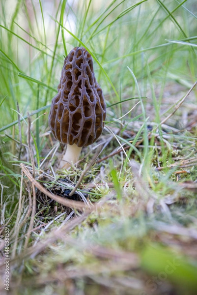 Obraz Close up of a fresh morel mushroom growing in the spring grass in Idaho. Morels are a large part of the culinary culture in the USA.