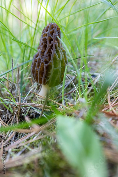 Obraz Close up of a fresh morel mushroom growing in the spring grass in Idaho. Morels are a large part of the culinary culture in the USA.