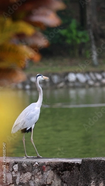Obraz A grey heron walks gracefully along the edge of a pond, with calm green water and a blurred natural background.