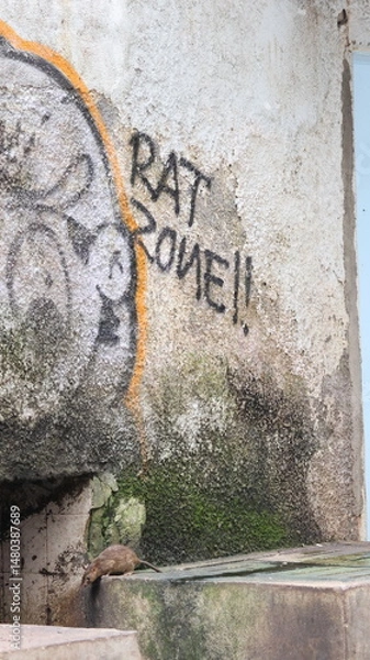 Obraz A brown rat stands alert near a crack in a concrete structure, representing urban wildlife in a gritty, man-made environment. 
