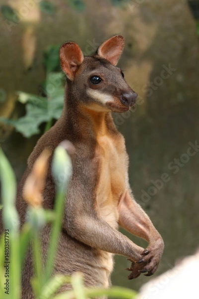 Obraz A close-up photo of a wallaby standing alert among greenery, showcasing its expressive face, large ears, and soft brown fur. 