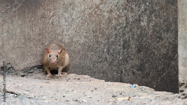 Obraz A brown rat stands alert near a crack in a concrete structure, representing urban wildlife in a gritty, man-made environment. 