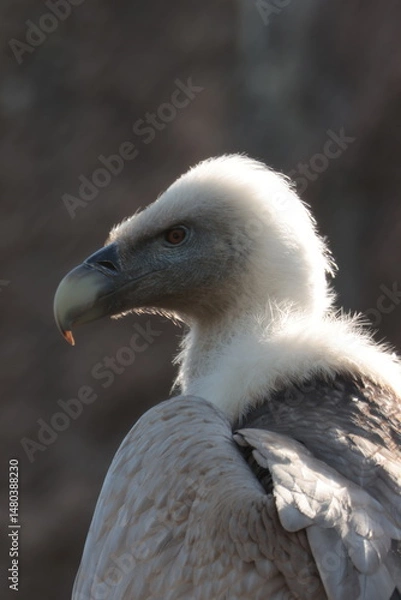 Obraz Close-up portrait of a Griffon Vulture (Gyps fulvus) looking directly at the camera. Captured in natural light with a blurred forest background, this detailed wildlife shot highlights the bird's power
