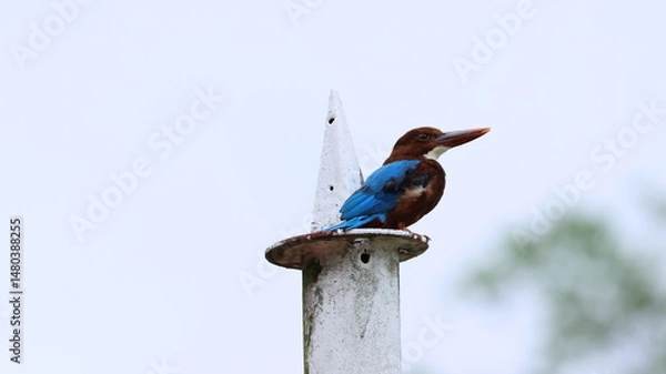 Obraz A white-throated kingfisher perches on top of a pointed metal structure against a pale sky. Its vivid blue wings and rich brown feathers stand out in contrast with the minimalist background.