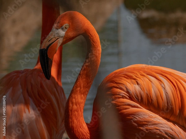 Obraz Close-up of a vibrant flamingo preening its feathers, with its elegant neck curved in a graceful loop. The rich orange-pink plumage.