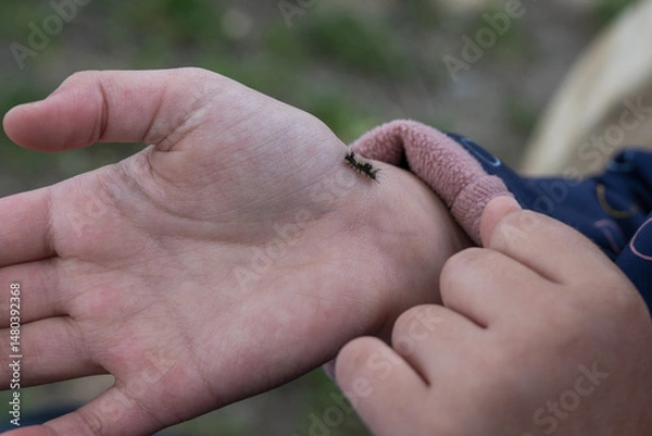 Fototapeta A small furry caterpillar crawls on a little girl's hand.
