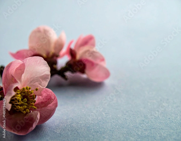 Obraz Um galho de cerejeira carregado de flores sobre superfície com espaço livre para texto. Generated image